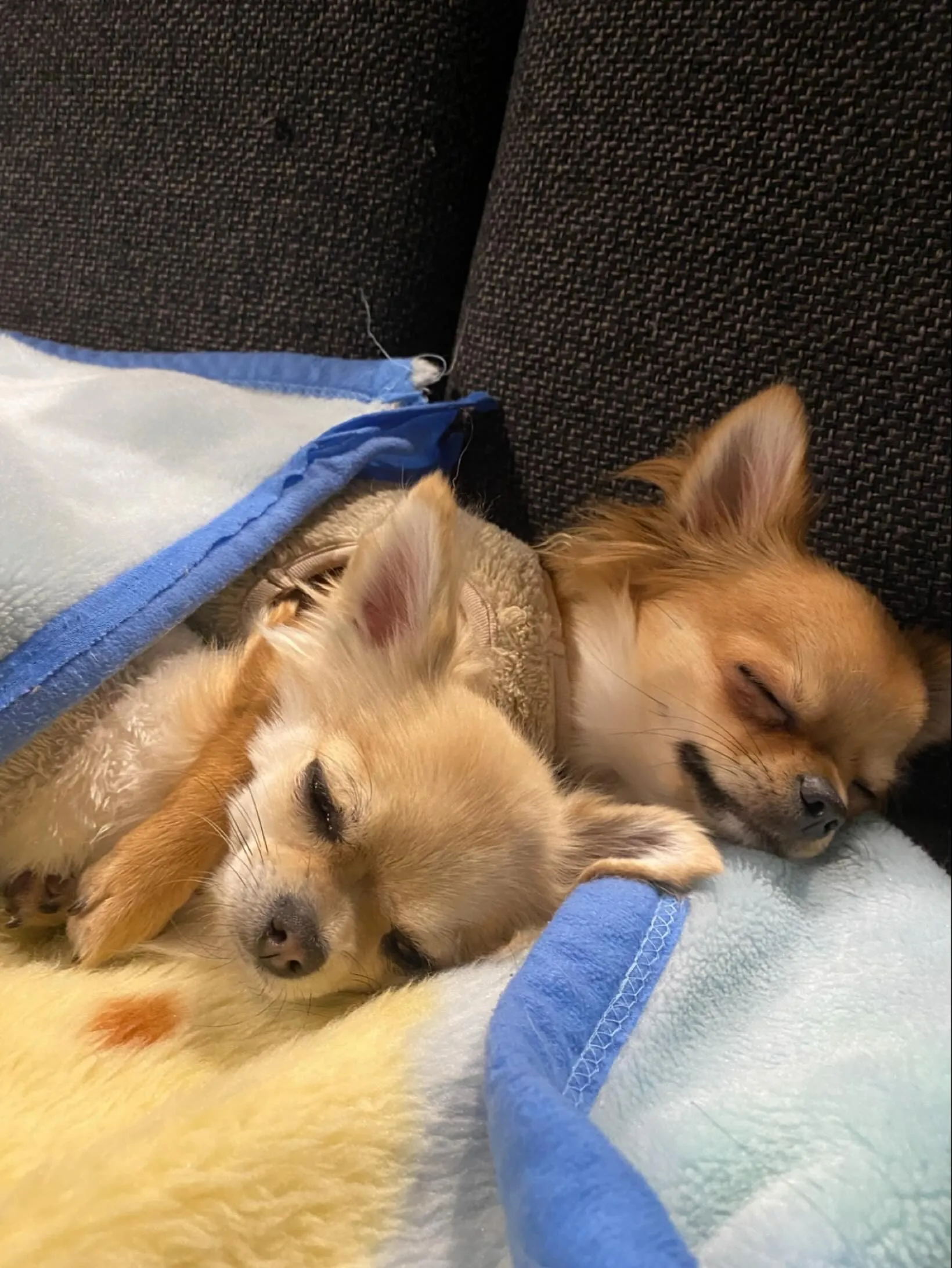 今朝は肌寒く感じるほどの気温でしたね🤧